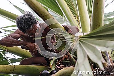 CHACHOENGSAO, THAILAND - MAY 12,2019 : Farmer middle-aged man climbing the palmyra palm tree or science name Borassus flabellifer Editorial Stock Photo