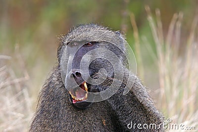 Chacma baboon Stock Photo