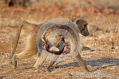 Chacma baboon with baby Stock Photo