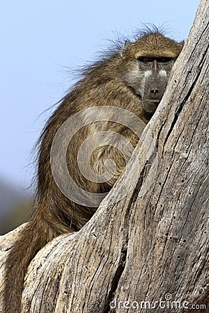 Chacma Baboon - Botswana Stock Photo