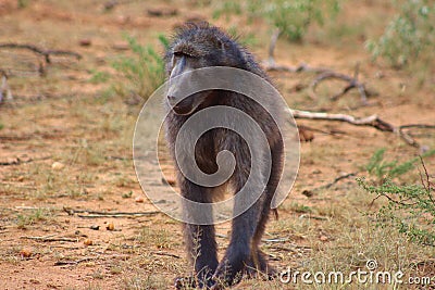 A Chacma baboon captured in Namibia Stock Photo