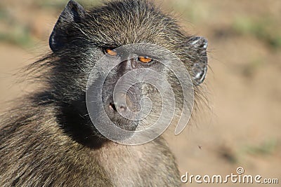 Chacma Baboon Stock Photo