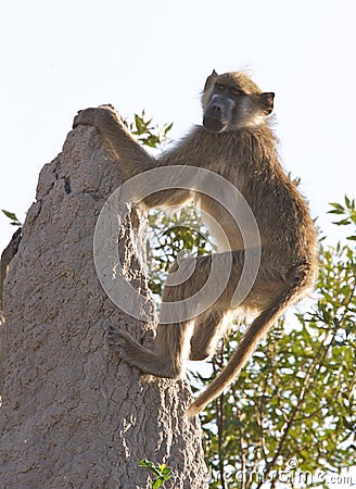 Chacma Baboon climbing rock Stock Photo