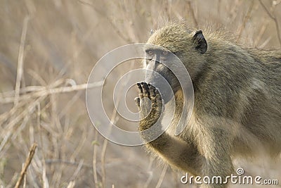 Chacma Baboon covering mouth, Botswana Stock Photo