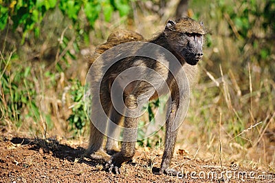 Chacma Baboon (Papio ursinus) Stock Photo