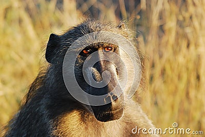 Chacma Baboon (Papio ursinus) Stock Photo