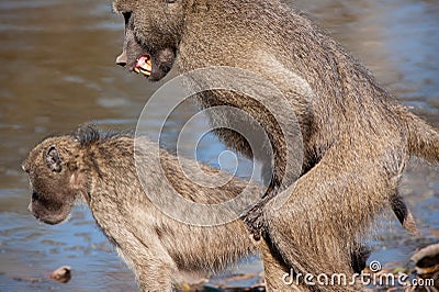 Chacma Baboon (Papio ursinus) Stock Photo