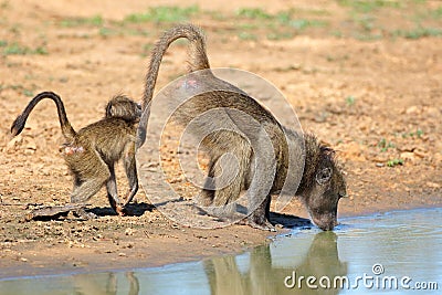 Chacma baboon with young drinking water Stock Photo