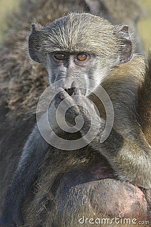 Chacma baboon youngster on mother's back looking in camera Stock Photo