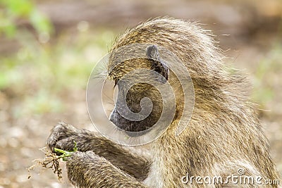 Chacma baboons eating in the bush in Kruger park Stock Photo