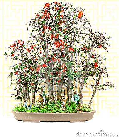Chaenomeles cathayensis bonsai plant Stock Photo