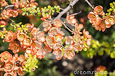 Chaenomeles Japanese quince, flowering branch with pink flowers and young green leaves in spring Stock Photo