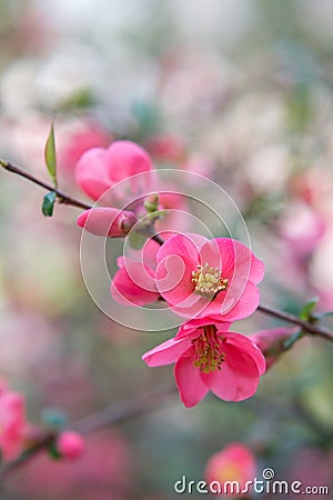 Chaenomeles. Japanese quince. Spring pink flowers background. Stock Photo