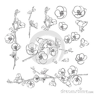 Chaenomeles japonica, known as Maules quince. Sakura flowers collection. Spring elements set. Japan flower kit. Fashion Vector Illustration