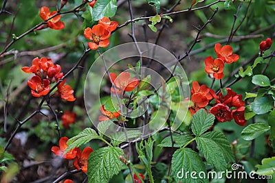 Chaenomeles japonica shrub orange flowers Stock Photo