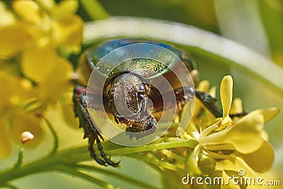 Chafer beetles graze on Russian cornflower . Stock Photo