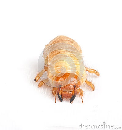 Chafer larva Stock Photo