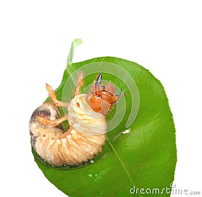 Chafer larva on green leaf Stock Photo