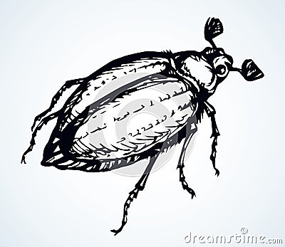 Chafer. Vector drawing of a big beetle Vector Illustration