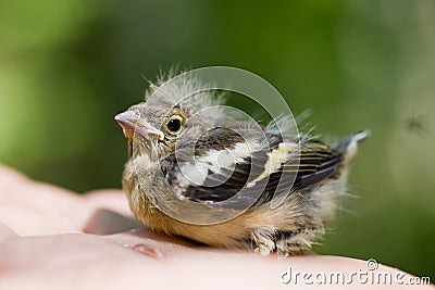 Chaffinch on a hand Stock Photo