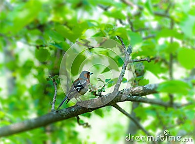 Chaffinch male bird on tree Stock Photo