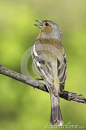 Chaffinch male / Fringilla coelebs Stock Photo