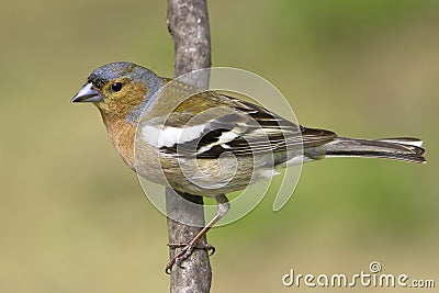 Chaffinch male / Fringilla coelebs Stock Photo