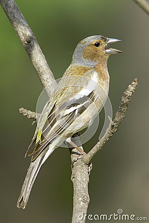 Chaffinch male / Fringilla coelebs Stock Photo