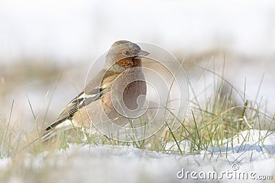 Chaffinch in the snow Stock Photo