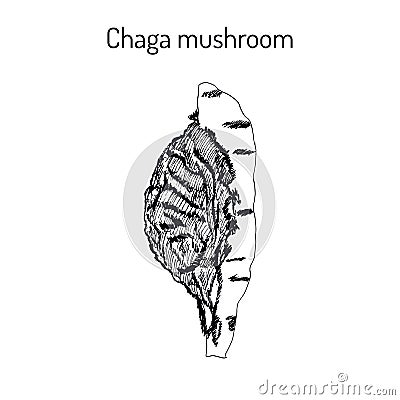 Chaga Inonotus obliquus ,medicinal mushroom Vector Illustration
