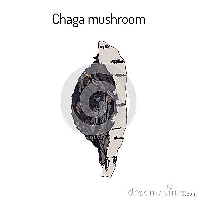 Chaga Inonotus obliquus ,medicinal mushroom Vector Illustration