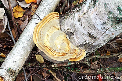 Chaga Mushroom Stock Photo