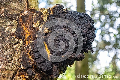 Chaga mushroom on birch tree in natural forest setting Stock Photo