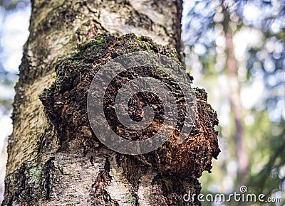 Chaga mushroom on the birch trunk. Stock Photo