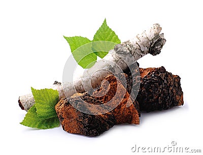 Chaga mushroom pieces with birch leaves Stock Photo