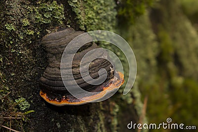 Chaga mushroom on the tree Stock Photo