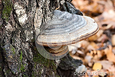 Chaga mushroom on a tree Stock Photo