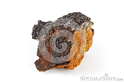 Chaga mushroom on a white background Stock Photo