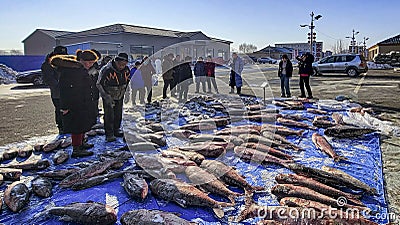 2024 Chagan Lake winter fishing, frozen big fish in Songyuan, Jilin Province are hot selling Editorial Stock Photo