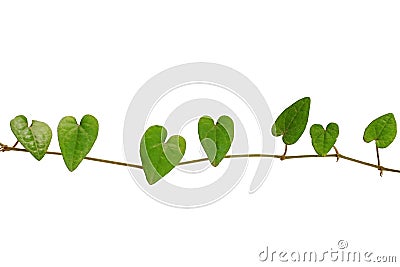 Chain of heart-shaped green leaf vine, Raphistemma hooperianum ( Stock Photo