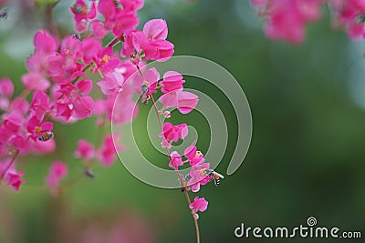 Chain of love flowers Mexican creeper blooming on branch tree Stock Photo