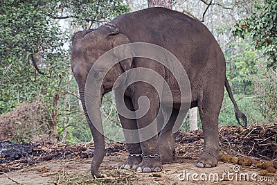 Chained baby elephant Stock Photo