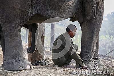 Chained elephant and trainer in Nepal Editorial Stock Photo