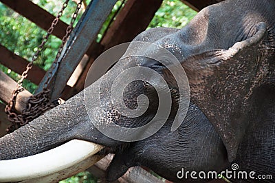 Chained elephant at a zoo Stock Photo