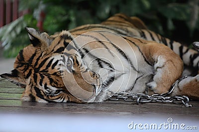 Chained Tiger Stock Photo