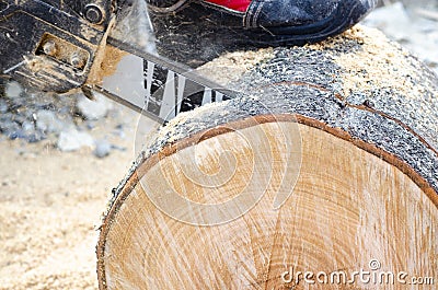 The chainsaw cuts wood. The log is large. The saw cut is wooden. Stock Photo