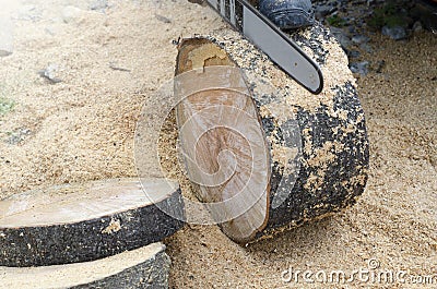 The chainsaw cuts wood. The log is large. The saw cut is wooden. Stock Photo