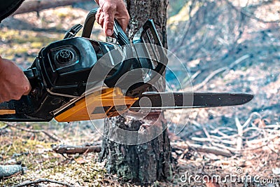 Chainsaw saws a tree in the forest. Cutting down trees, forest destruction. Close up of the lower part of a tree trunk, no face Stock Photo