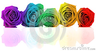 Row of Chakra Roses Stock Photo