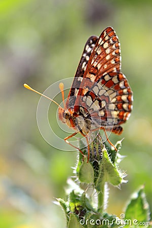 Chalcedon Checkerspot Butterfly on Leaf Stock Photo